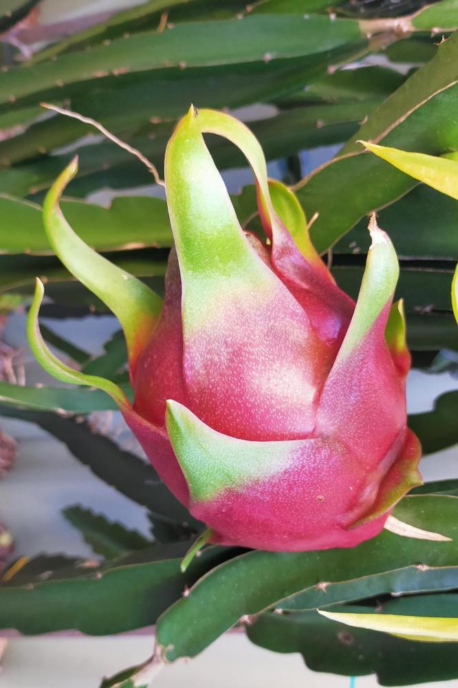 Ripening fruit